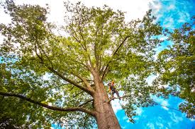Best Stump Grinding and Removal  in San Tan Valley, AZ