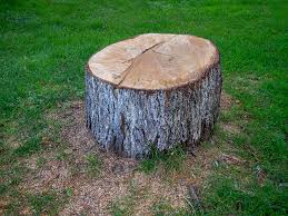Best Tree Maintenance Programs  in San Tan Valley, AZ