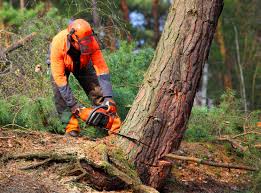 Best Hazardous Tree Removal  in San Tan Valley, AZ