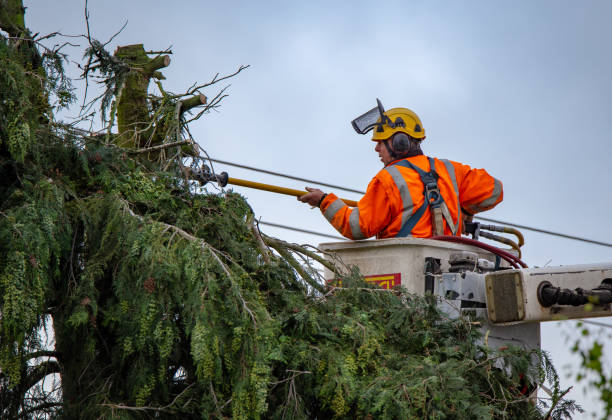  San Tan Valley, AZ Tree Care Pros