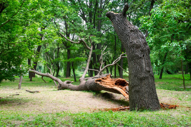 Lawn Maintenance Plans in San Tan Valley, AZ