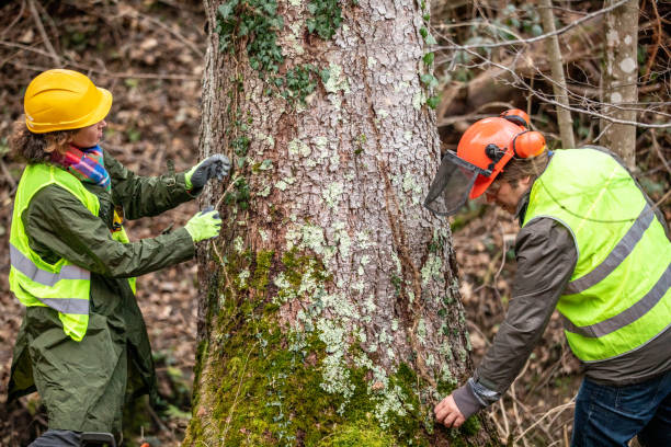 Best Tree Maintenance Programs  in San Tan Valley, AZ