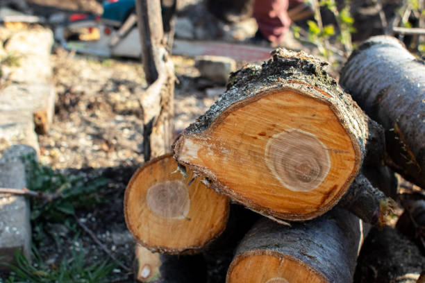 Professional Tree Care in San Tan Valley, AZ