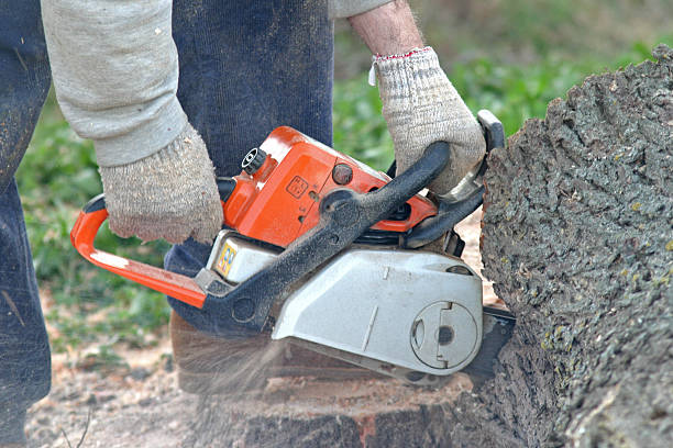 Best Arborist Consultation Services  in San Tan Valley, AZ