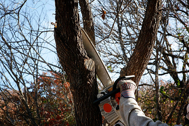 Best Tree Trimming and Pruning  in San Tan Valley, AZ