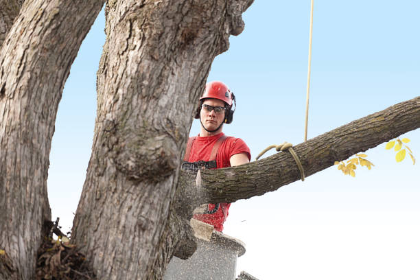 Best Tree Removal  in San Tan Valley, AZ